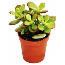 exotenherz Crassula