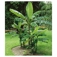 BALDUR Garten Bananenpflanze
