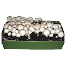 BALDUR Garten Pilzzucht-Set