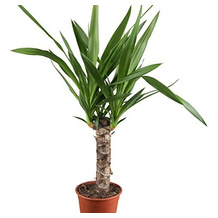 Dominik Blumen und Pflanzen Yucca-Palme