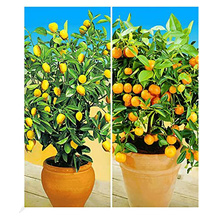 BALDUR Garten Zitronenbaum