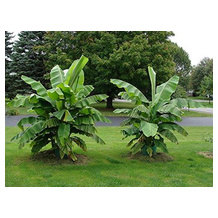 Blumen-Senf Bananenpflanze