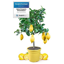 Meine Orangerie Zitronenbaum