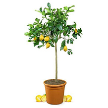 Meine Orangerie Zitronenbaum