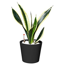 EVRGREEN Sansevieria