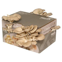 Hawlik Pilzbrut Pilzzucht-Set