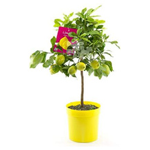 Blumen-Senf Zitronenbaum