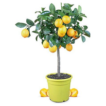 Meine Orangerie Zitronenbaum