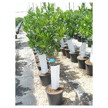 Eigene Produktion Zitronenbaum