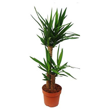 exotenherz Yucca-Palme