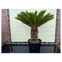 cycas revoluta Cycas-Palme