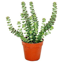 exotenherz Crassula