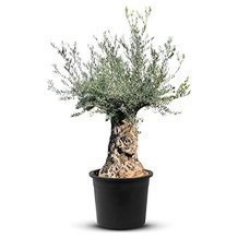 Tropictrees Olivenbaum