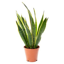 GROWTANICAL Sansevieria