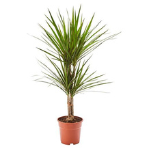 AIRY Drachenbaum