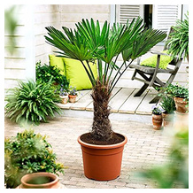 BAKKER Tessinerpalme