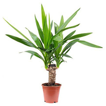 FLOWERBOX Yucca-Palme