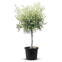 Tropictrees Olivenbaum