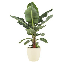 botanicly Bananenpflanze