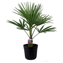 BALDUR Garten Hanfpalme