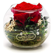 Rosen-Te-Amo Ewige Rose