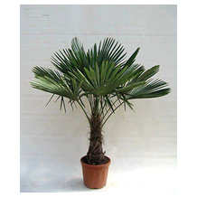 PflanzenFuchs Hanfpalme