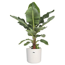 botanicly Bananenpflanze