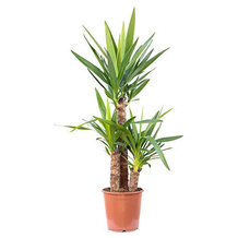 FLOWERBOX Yucca-Palme