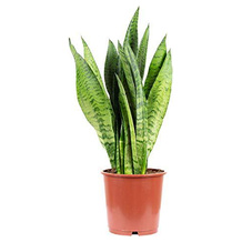 FLOWERBOX Sansevieria