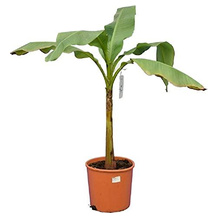 PflanzenFuchs Bananenpflanze