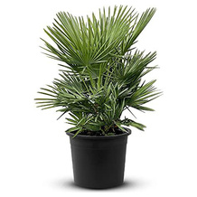 Tropictrees Zwergpalme