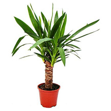 exotenherz Yucca-Palme
