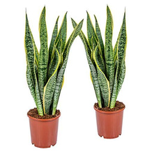 Bloomique Sansevieria