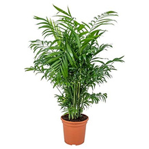 Bloomique Zwergpalme