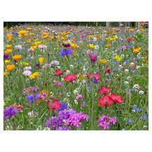 LaCaTho Blumenwiese-Samen