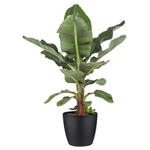 botanicly Bananenpflanze