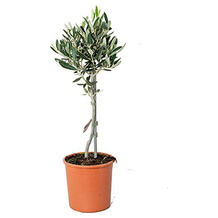 Bloomique Olivenbaum