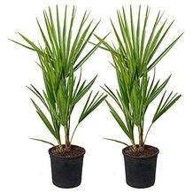 Bloomique Zwergpalme