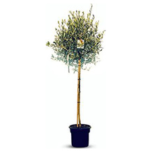 Sunnytree Olivenbaum