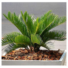 GardenersDream Cycas-Palme