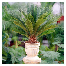 GardenersDream Cycas-Palme