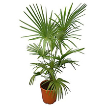 PflanzenFuchs Hanfpalme