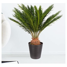 blumenshop.de Cycas-Palme