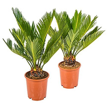 Bloomique Cycas-Palme