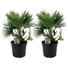 Plant in a Box Zwergpalme