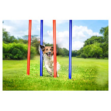 Philips Agility Slalom Set