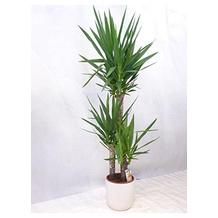Yucca-Palme
