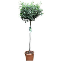 Olivenbaum