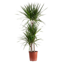 Drachenbaum