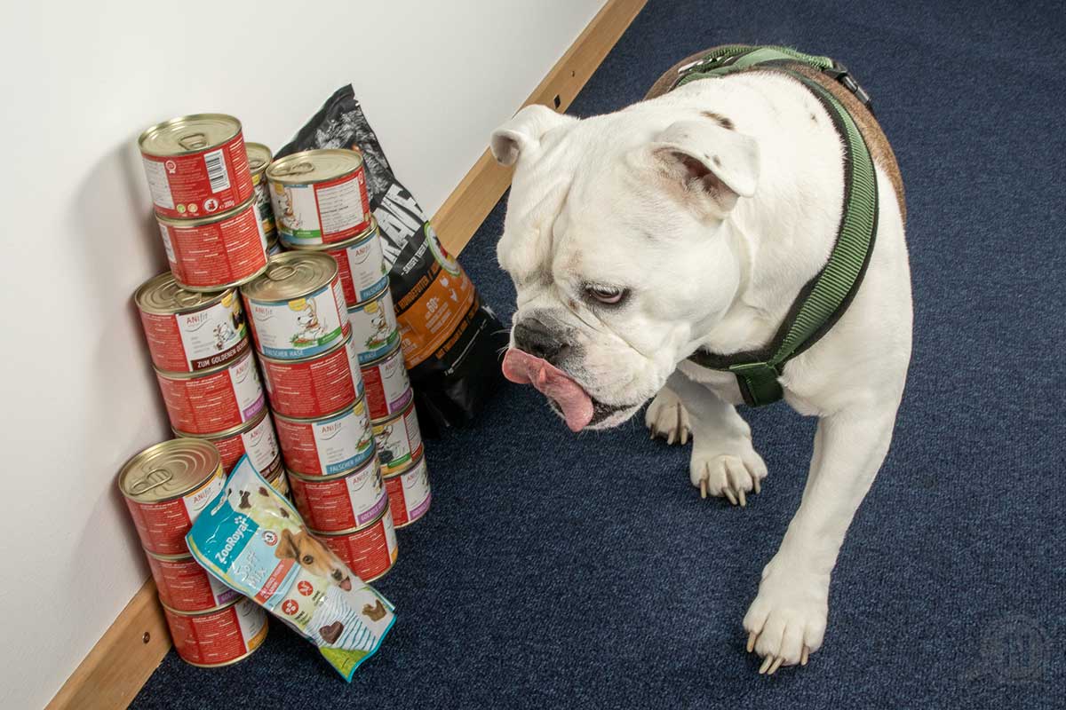 Englische Bulldogger läuft an einem Stapel Futterdosen vorbei und leckt sich über die Lippen